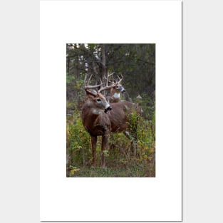 A Hard Days Rut - White-tailed deer Posters and Art
